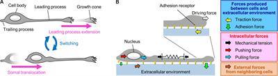 Forces to Drive Neuronal Migration Steps